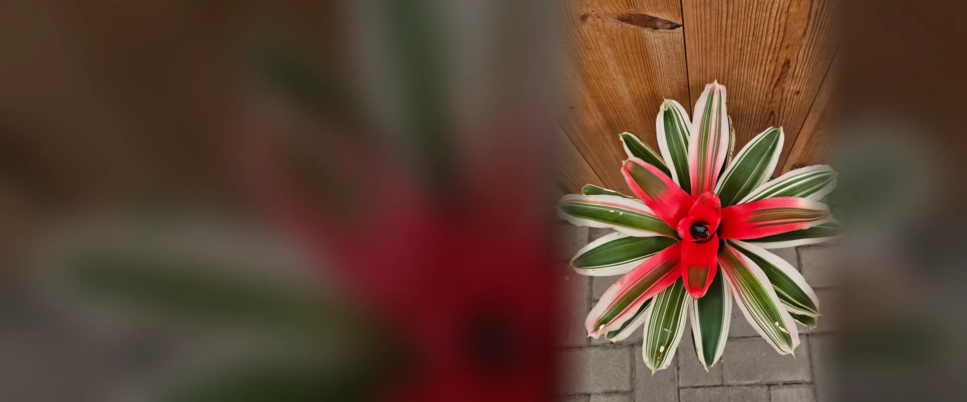 Bromelia Neoregelia de hojas variegadas con el centro rojo