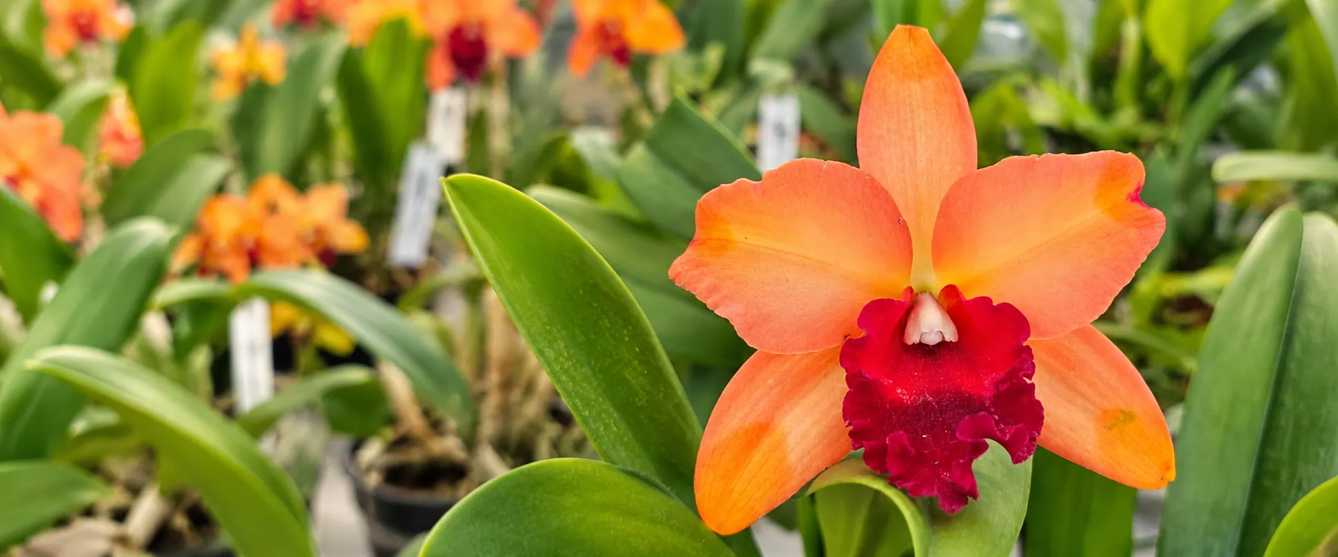 Orquídea Cattleya cor de laranja com labelo vermelho em flor na estufa