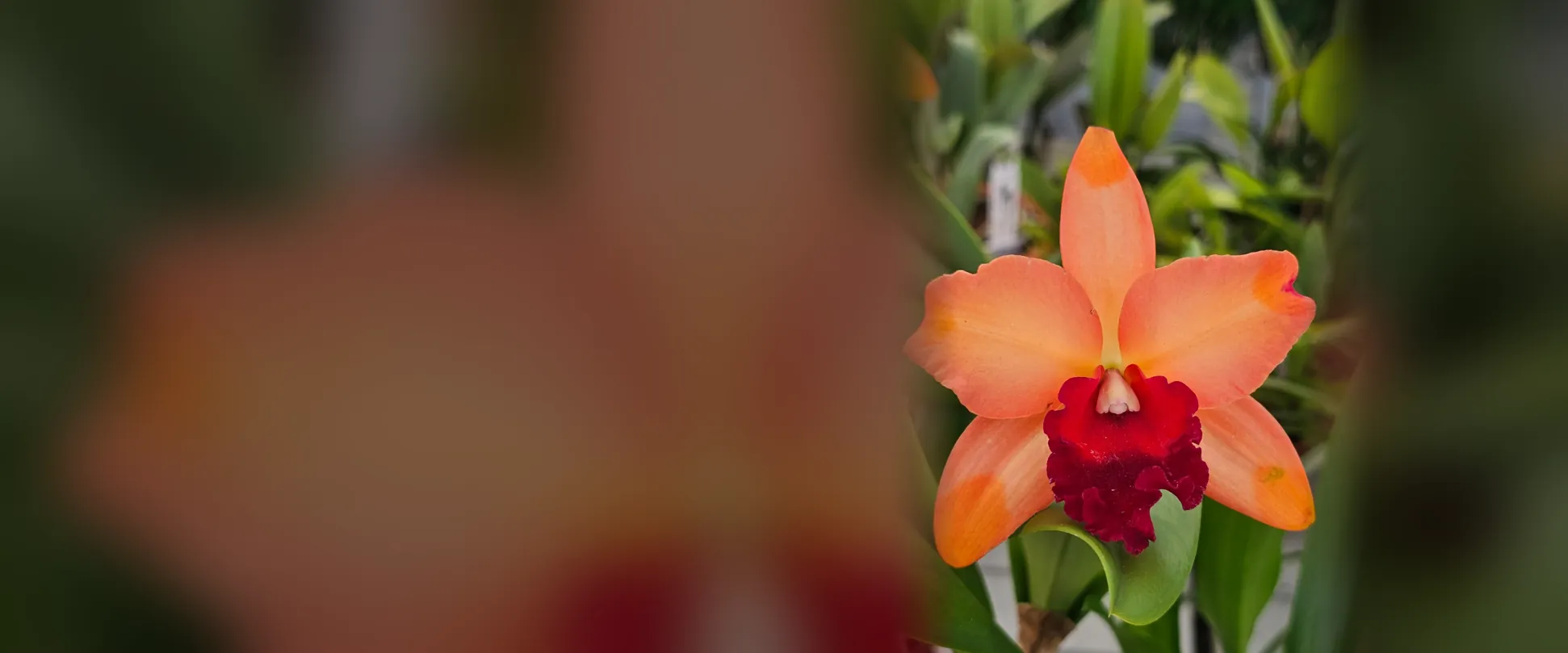 Orquídea Cattleya naranja con labelo rojo en flor