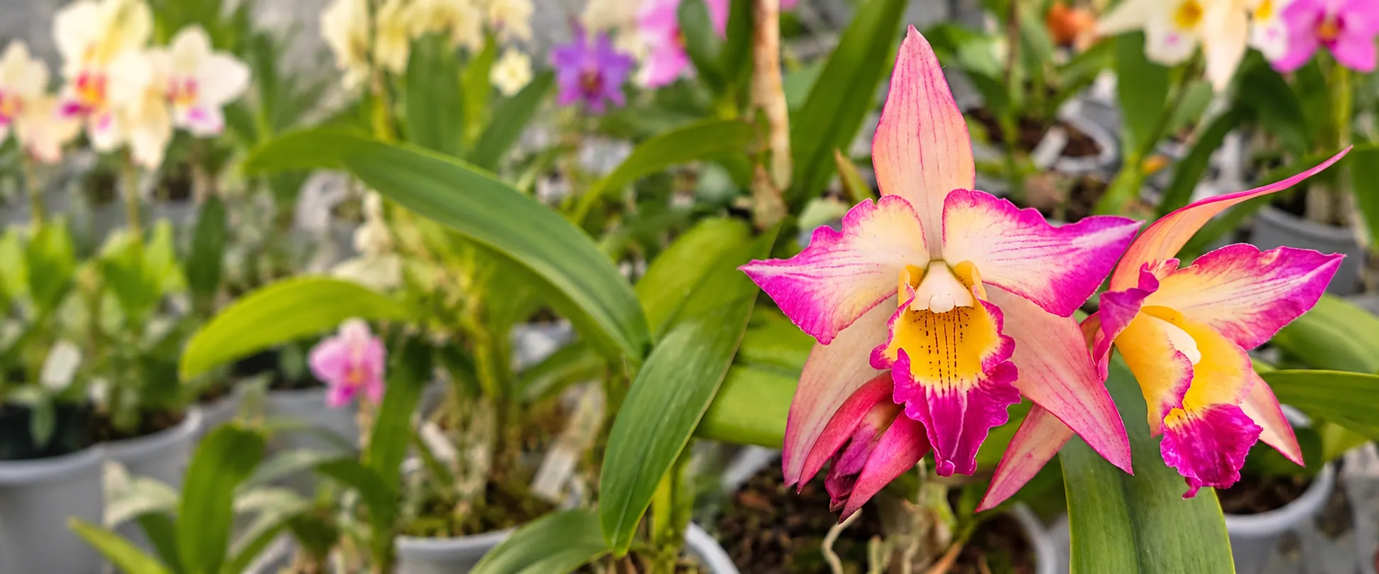 Orquídeas Cattleya cor-de-rosa com labelo amarelo e magenta em flor na estufa