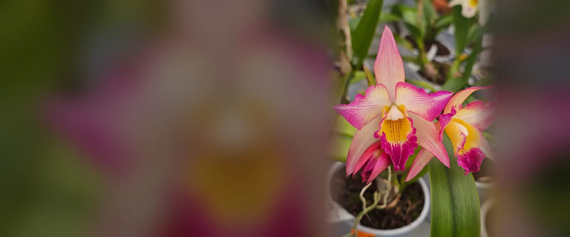 Orquídea Cattleya rosa con labelo magenta y amarillo en flor