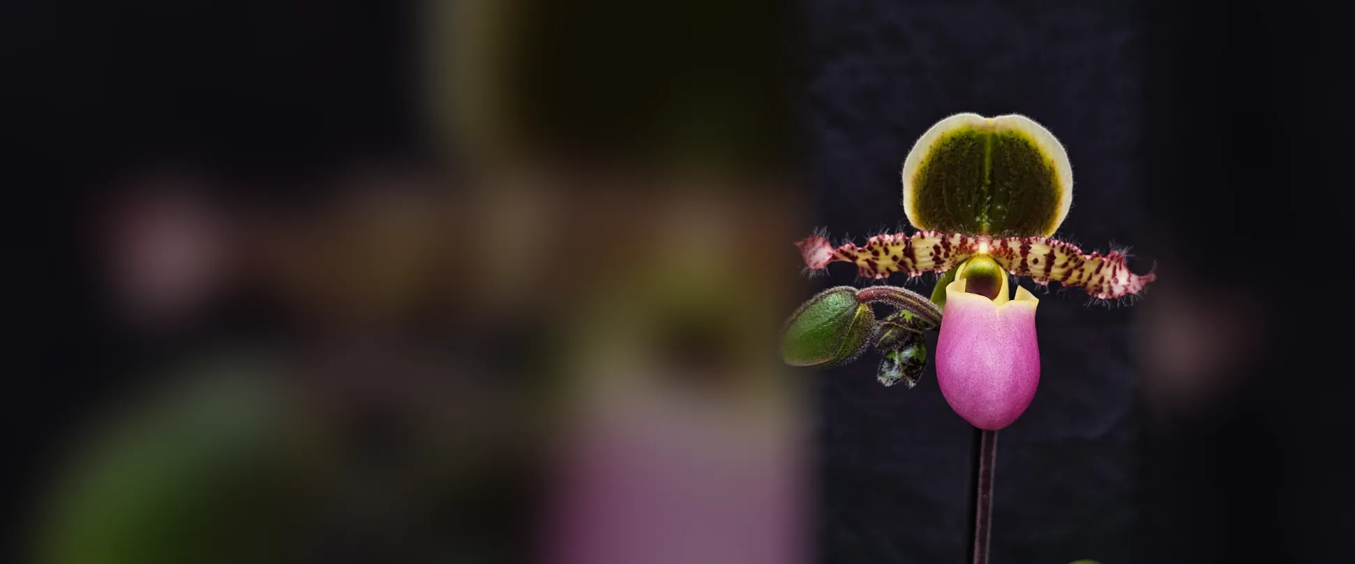 Orquídea Paphiopedilum con sépalo verde, pétalos moteados y labelo rosa