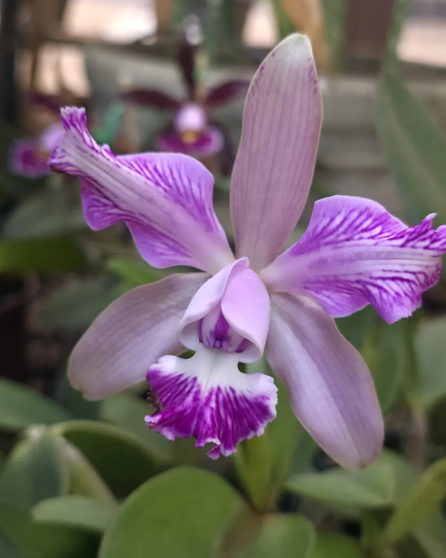 Orquídea Cattleya lilás com labelo púrpura em flor na estufa da Tropical Orchids Portugal