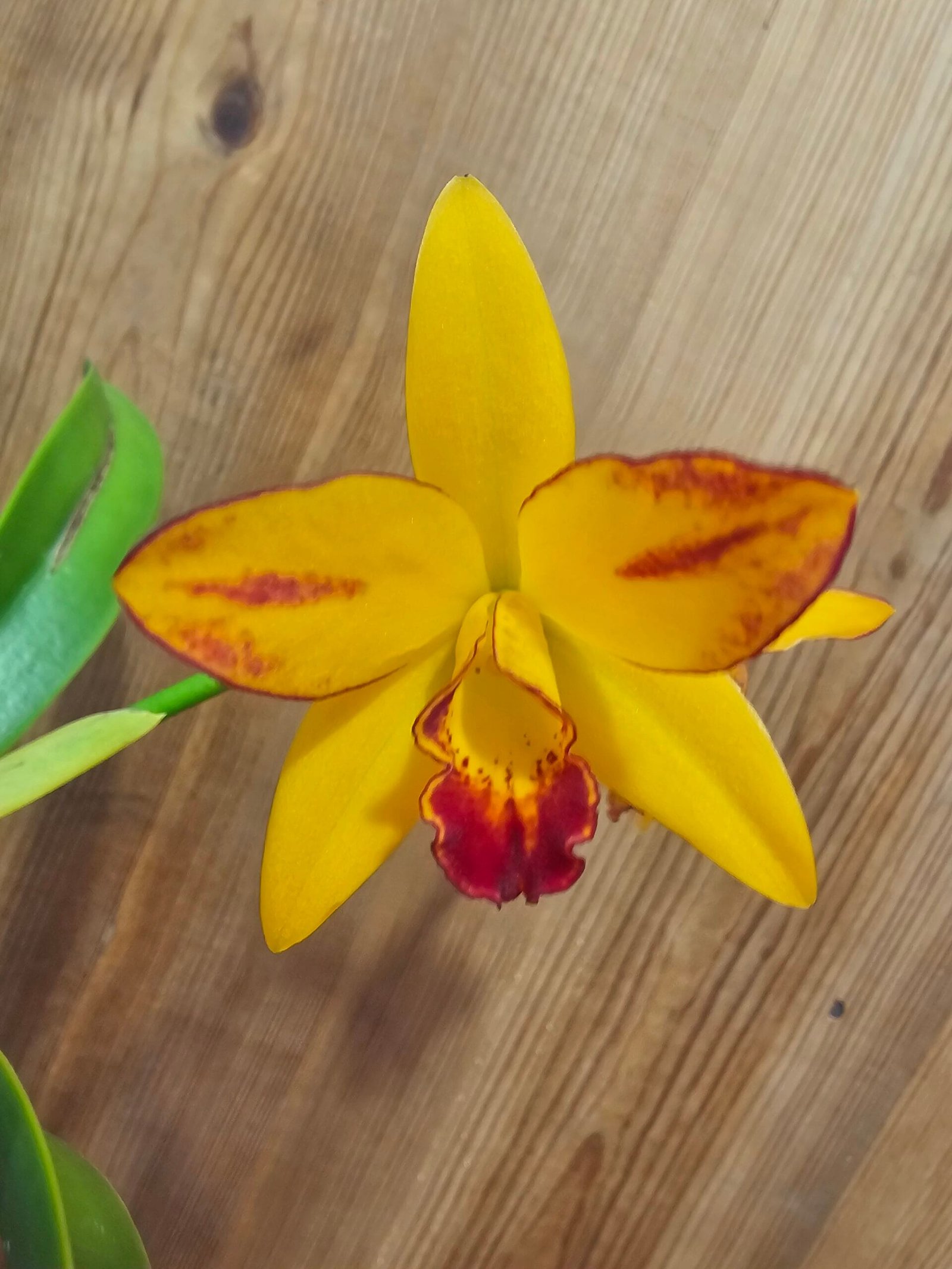 Blc. Sonnenberg Hibrid #9110
