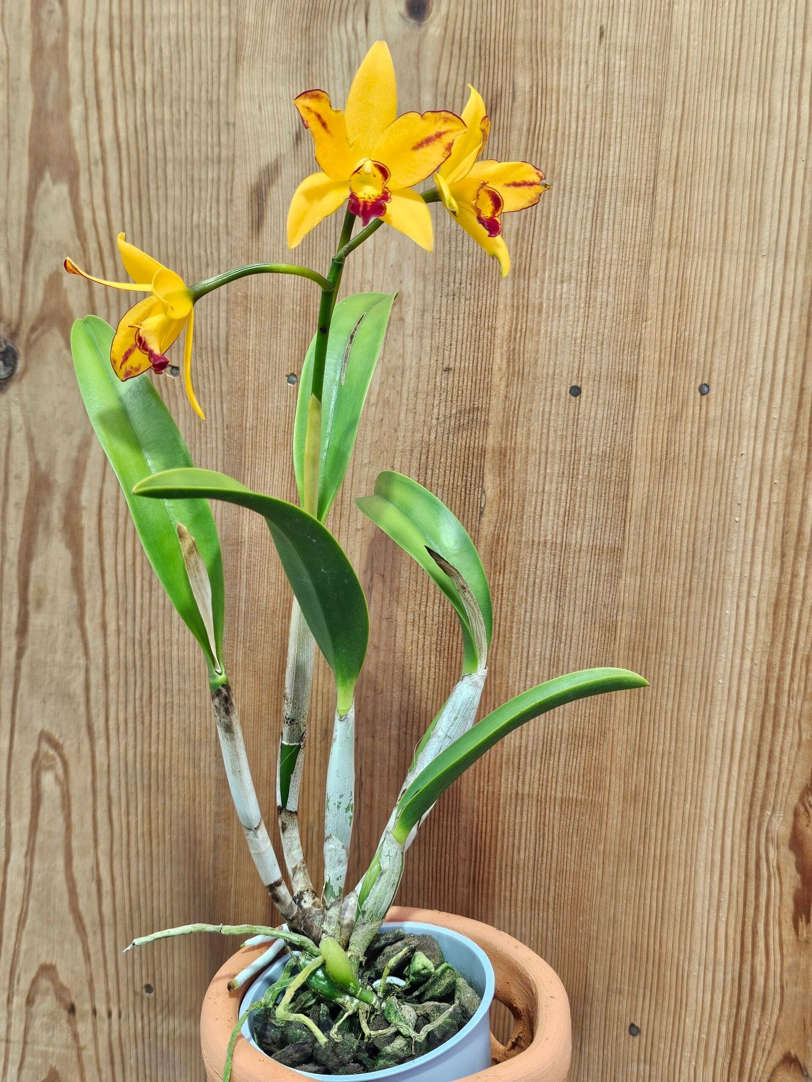 Blc. Sonnenberg Hibrid #9110 - Image 2