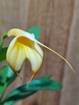 Masdevallia Yellow