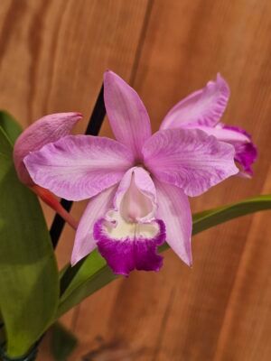 Cattlianthe Wendlandiana