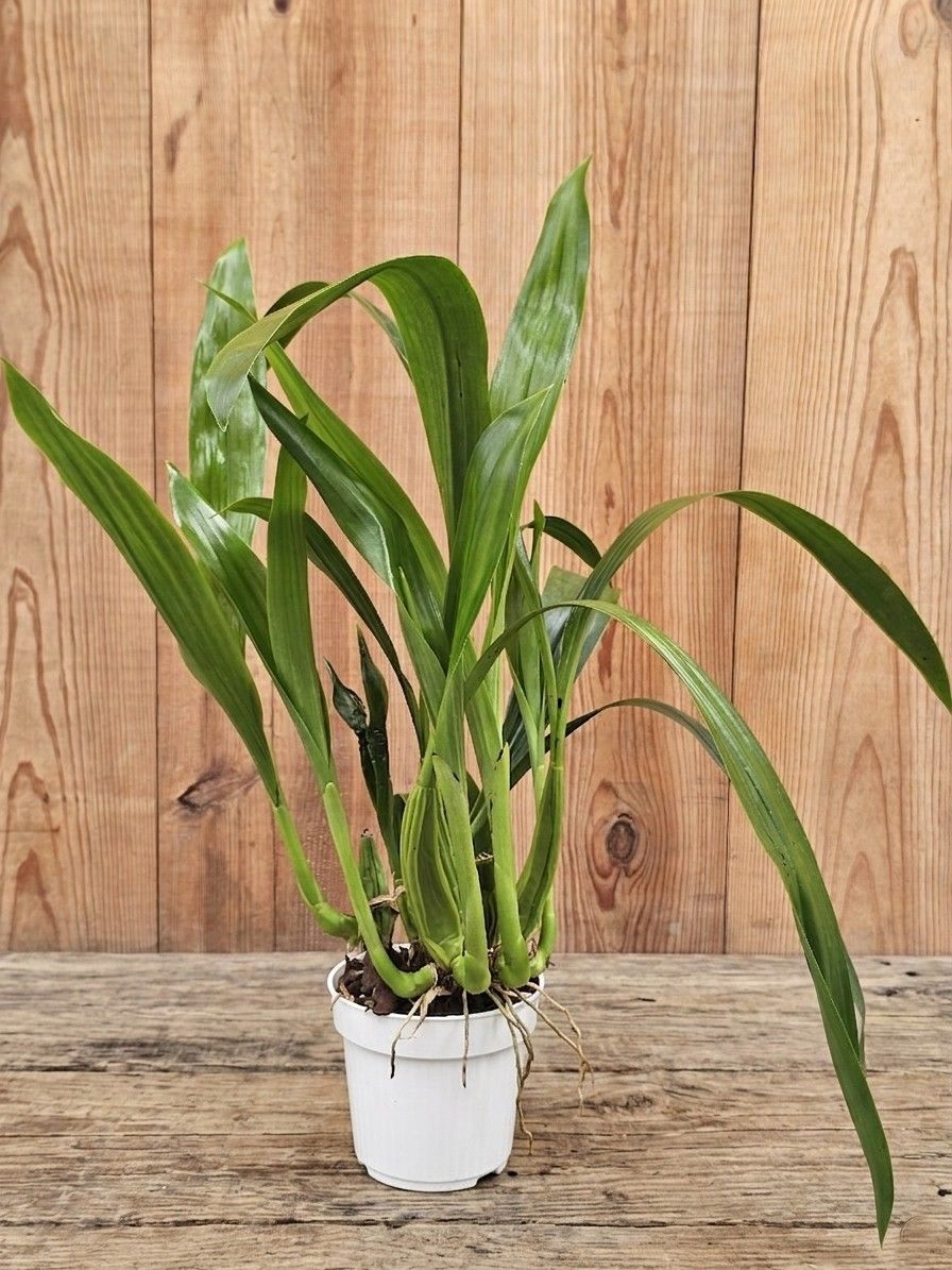 Coelogyne lawrenceana