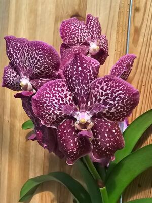 Vanda Sumathi® Copper Red