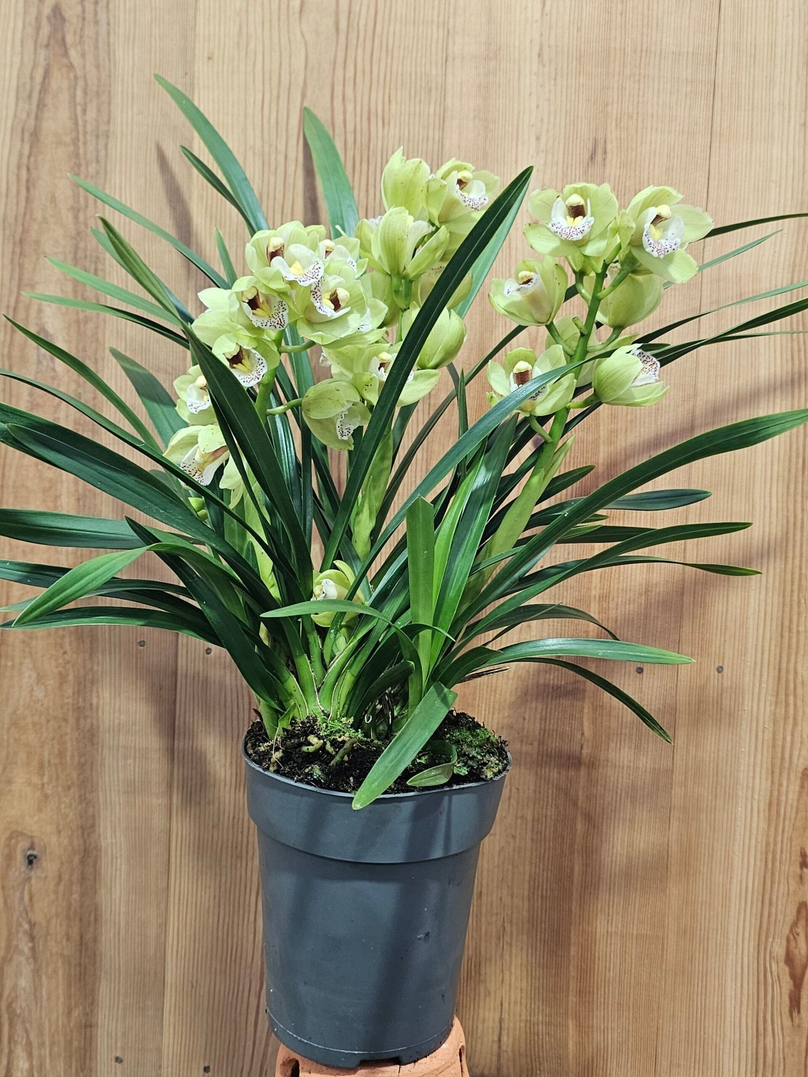 Cymbidium Vivid Green - Imagen 3