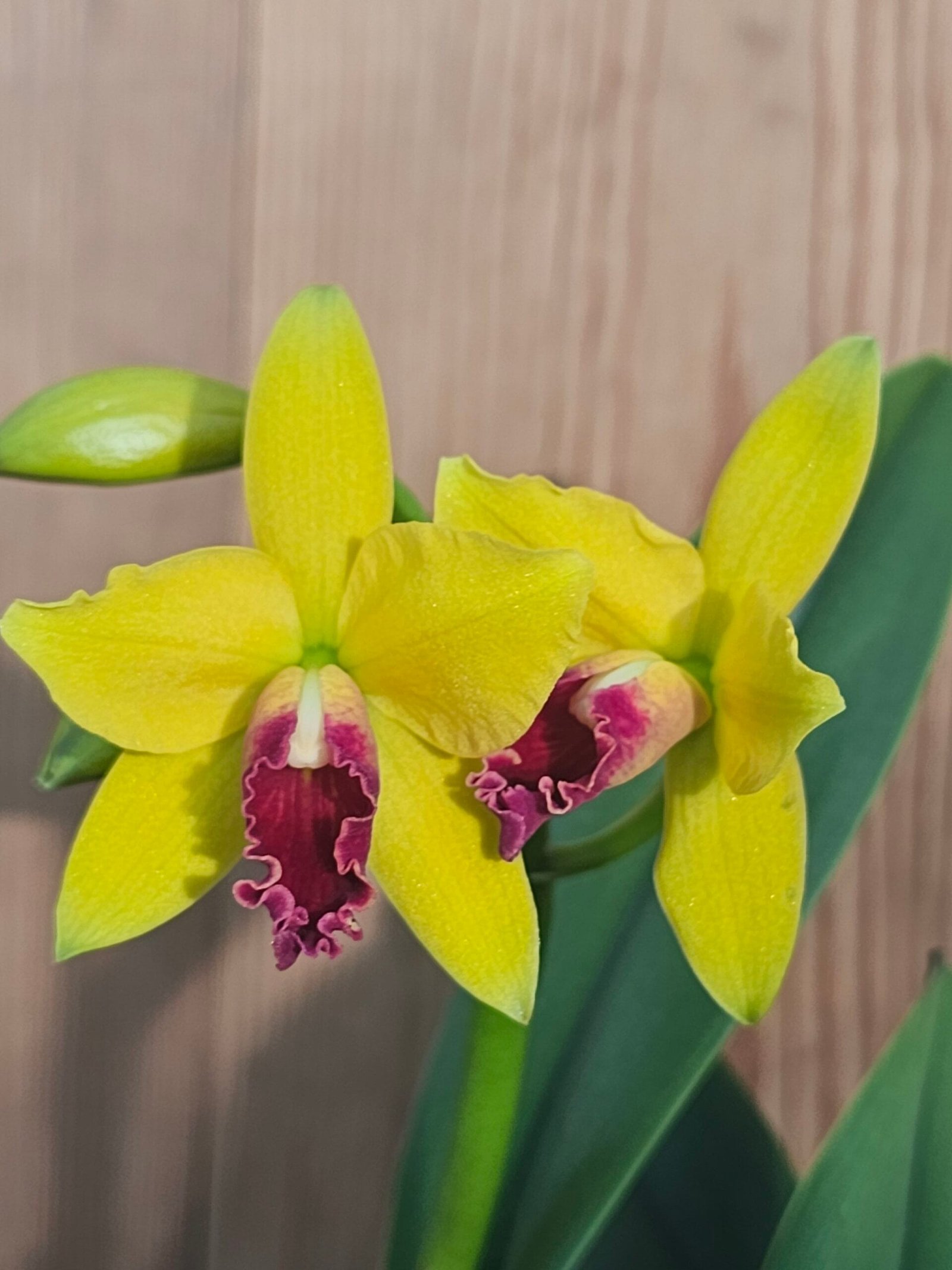 Blc. Sonnenberg Hibrid #9113