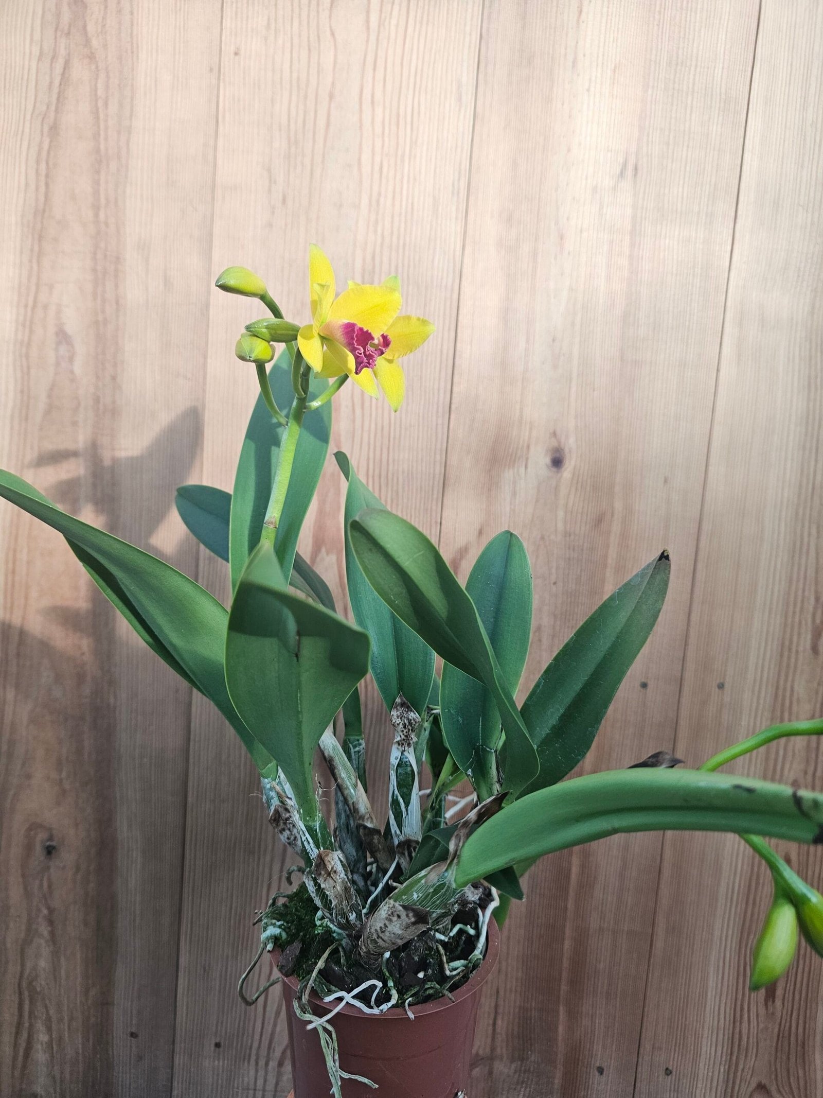 Blc. Sonnenberg Hibrid #9113 - Image 2