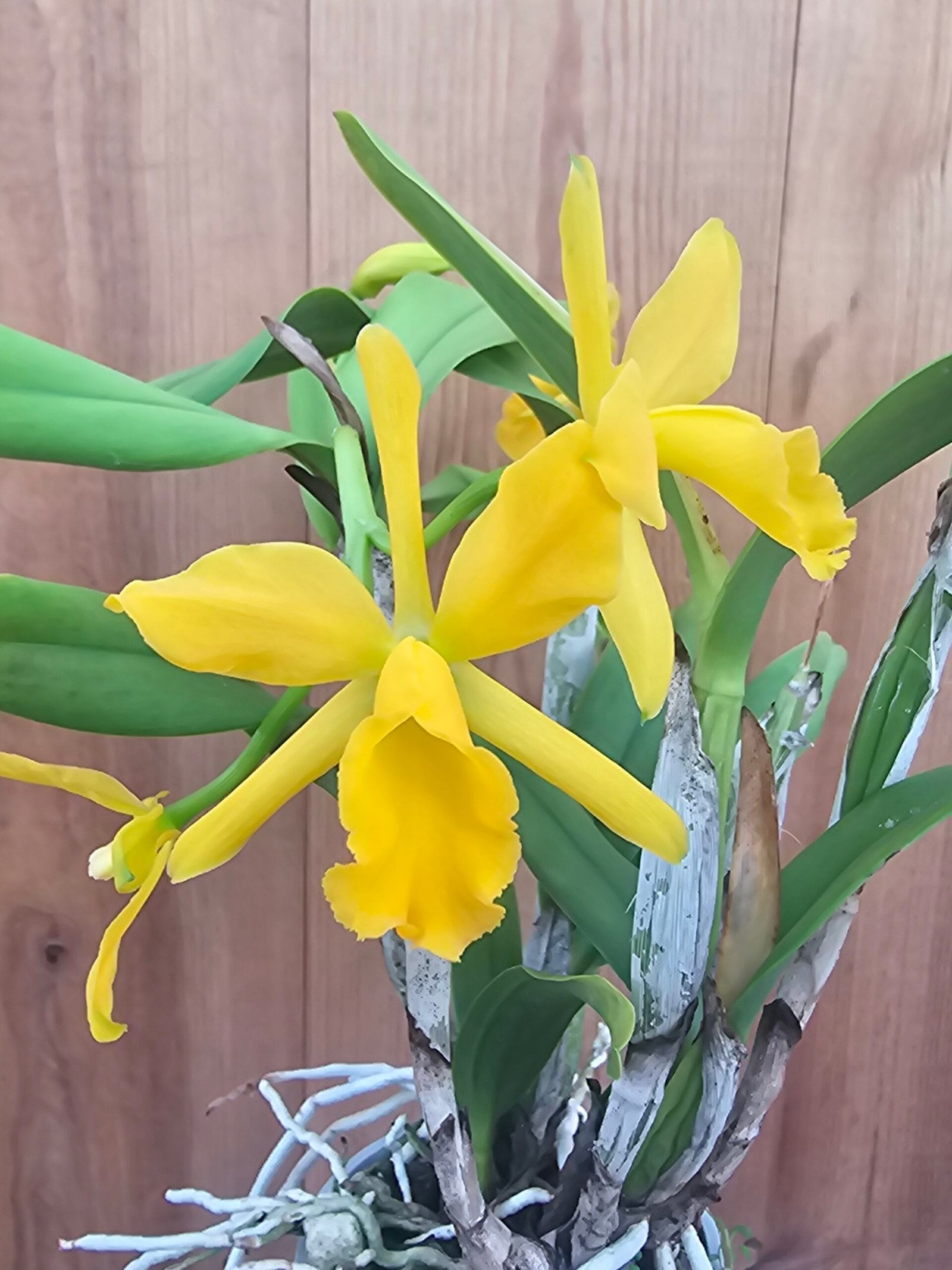 Blc. Sonnenberg Hibrid #9119