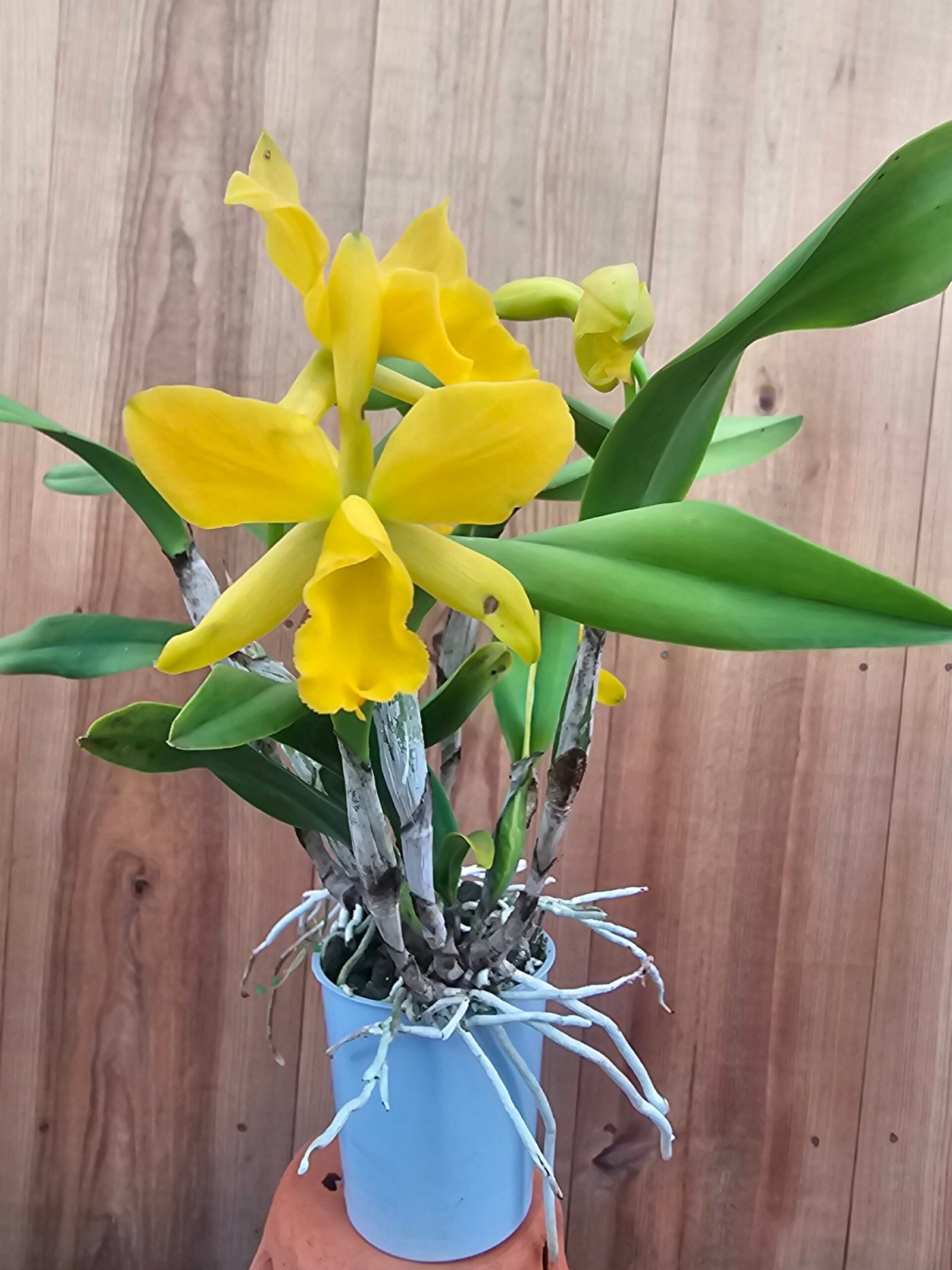 Blc. Sonnenberg Hibrid #9119 – Image 2