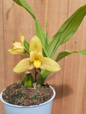 Lycaste Sonnenberg #341