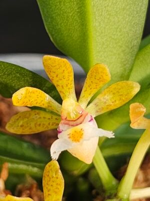 Gastochilus acutifolius V 9