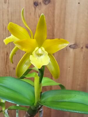 Blc. Sonnenberg Hibrid #9117