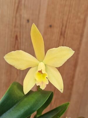 Blc. Sonnenberg Hibrid #9106