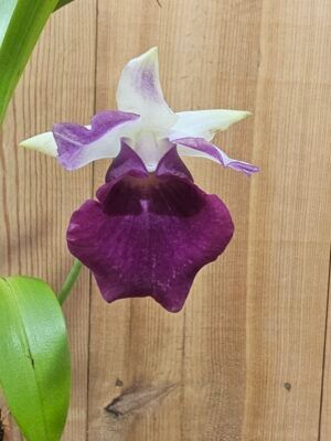 Cochleanthes marginata