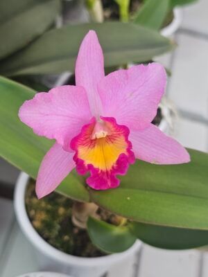 Blc. Sonnenberg Hibrid #9115
