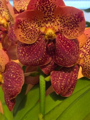 Vanda NATCHA® Peach Mango