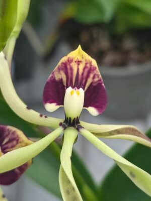 Prosthechea cochleata