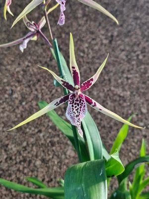 Brassia Verona
