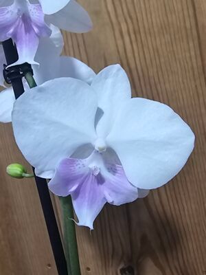 Phalaenopsis Venetian Carnaval