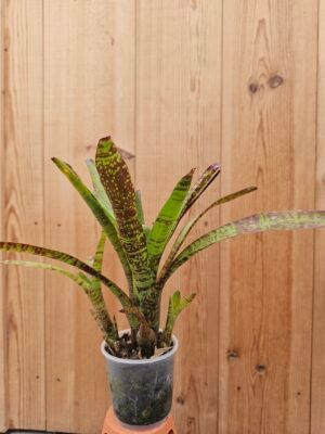 Neoregelia ampullacea