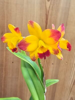 Cattlianthe Barefoot Mailman 'Exotic Sunset'