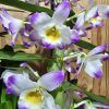 Dendrobium Brilliant Smile