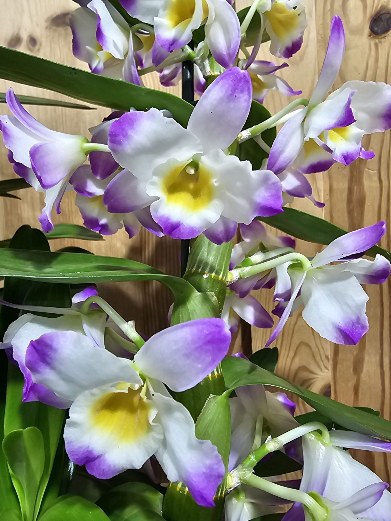 Dendrobium Brilliant Smile