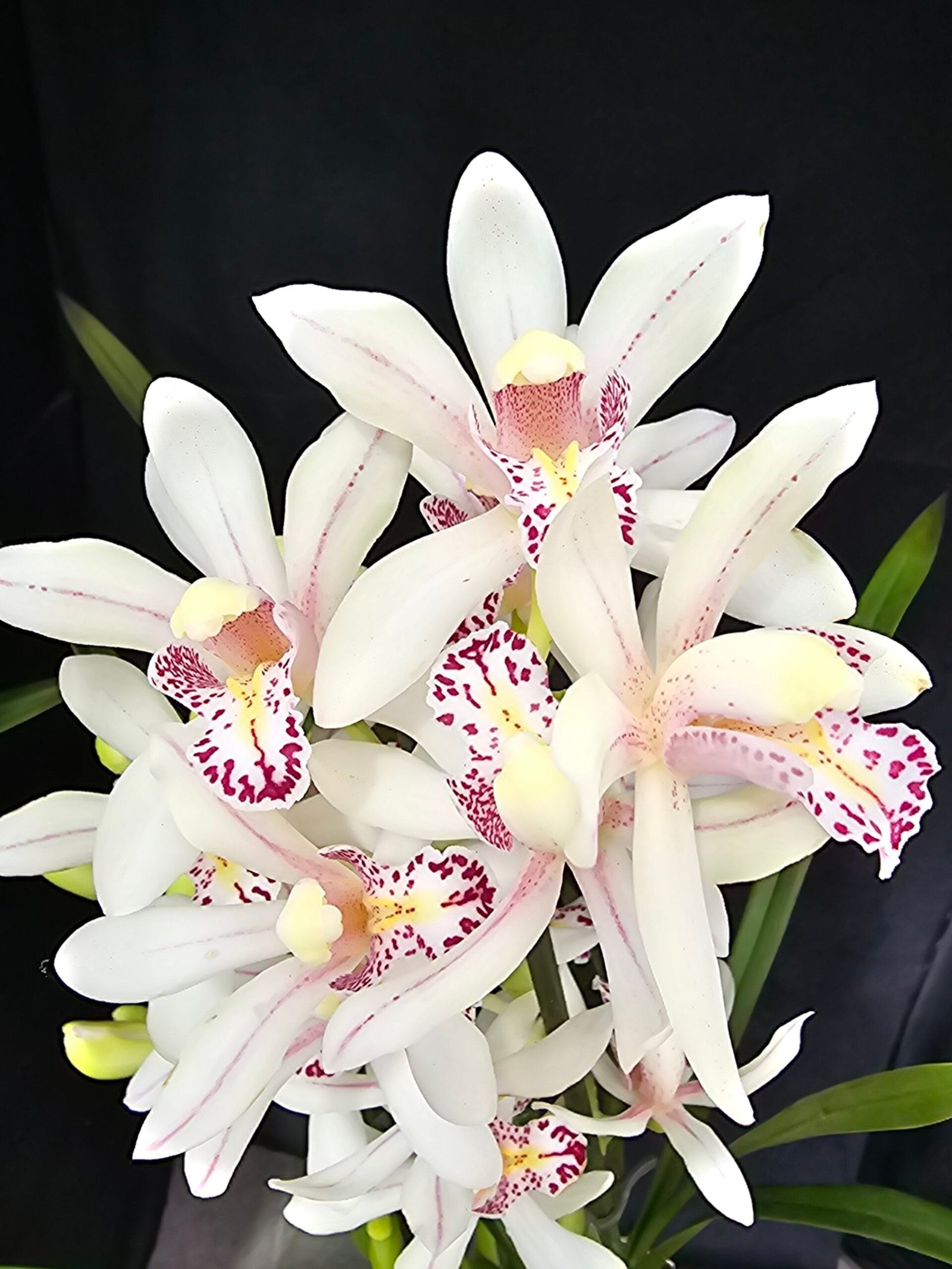 Cymbidium Florisnow Sixs - Image 3