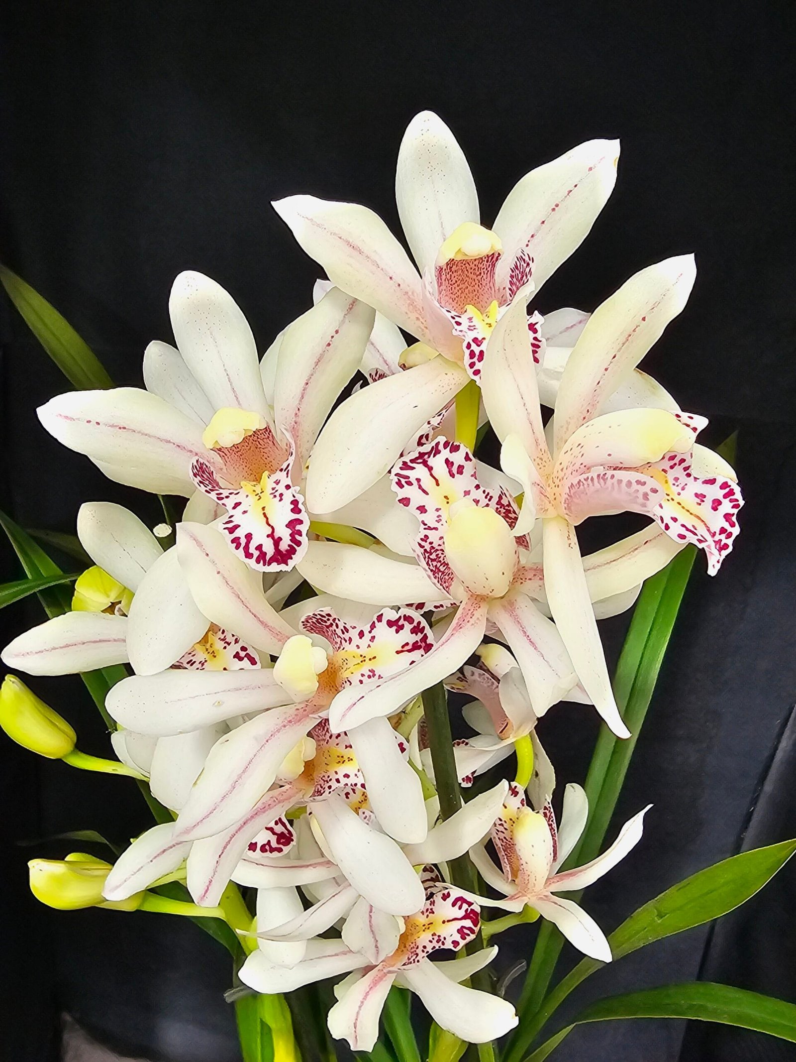 Cymbidium Florisnow Sixs - Image 2