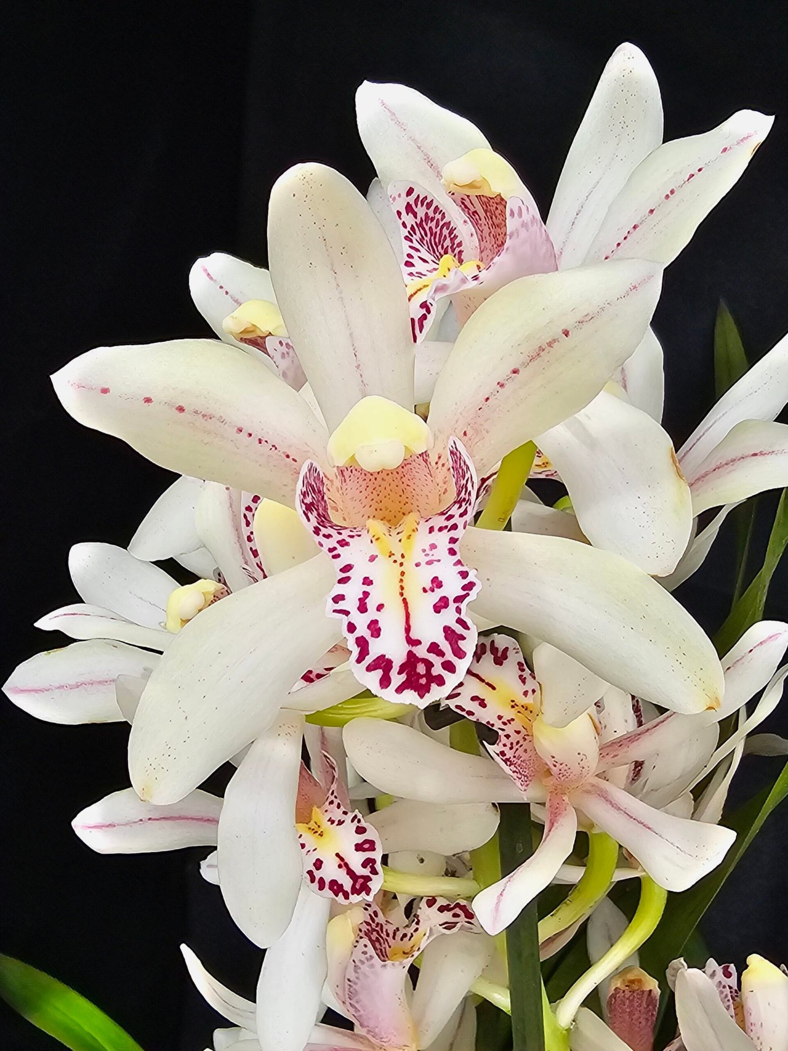 Cymbidium Florisnow Sixs