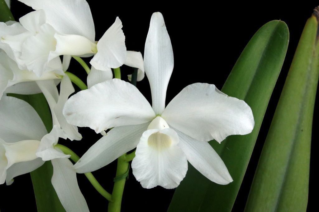 368c633ca1cfa3a829be36d7318a7de6-1-1