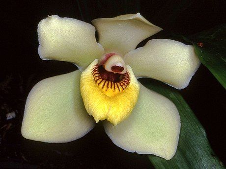 Species from Costa Rica