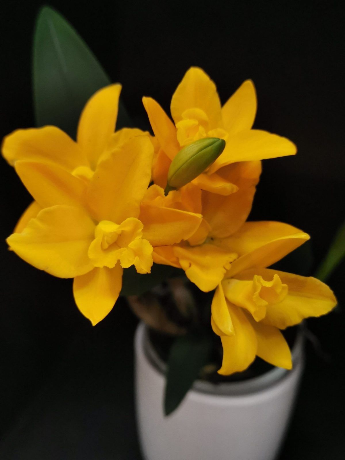 Rth. Yellow Bouquet, M.Waki 2020