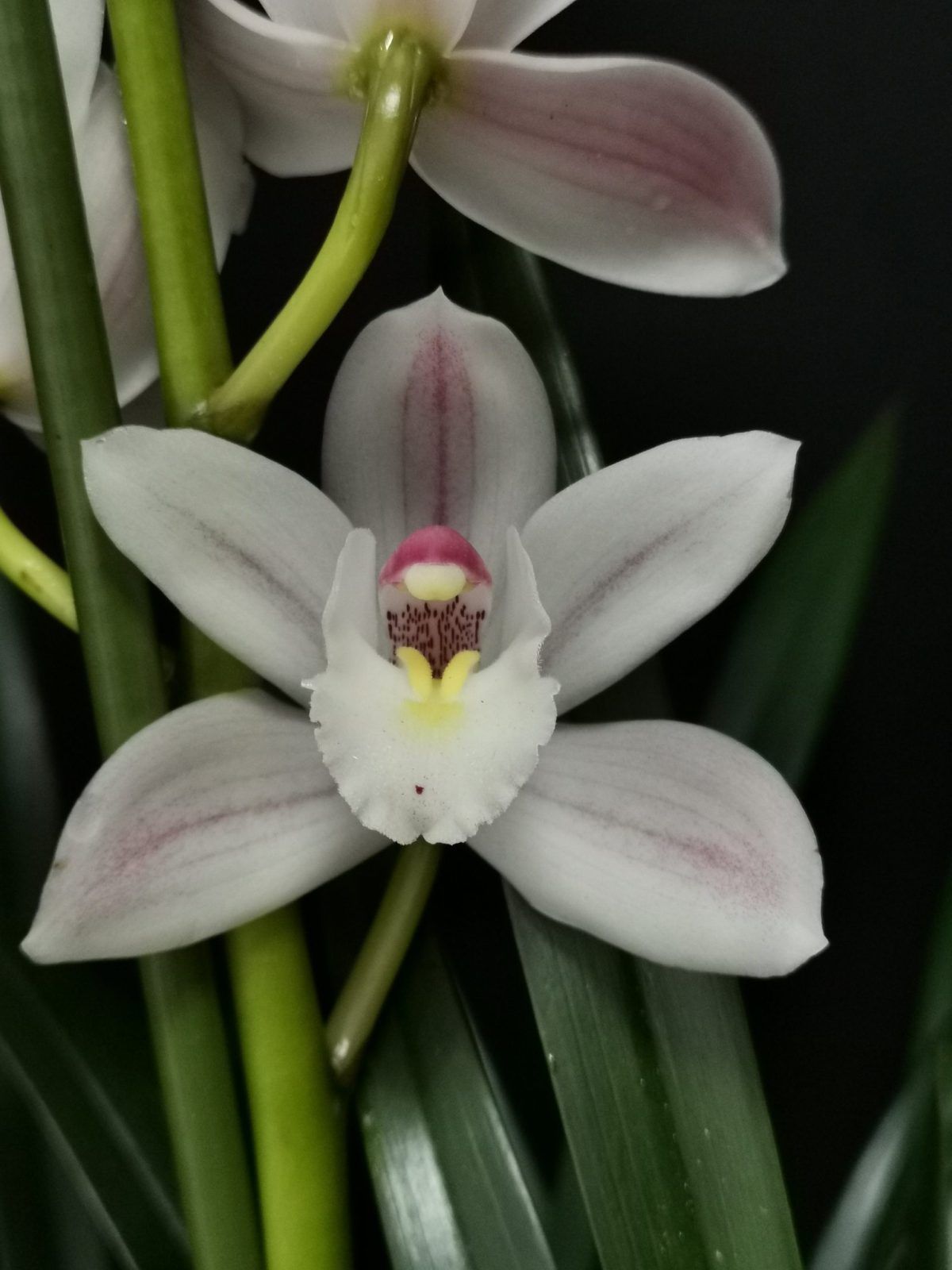 Cymbidium Snow White
