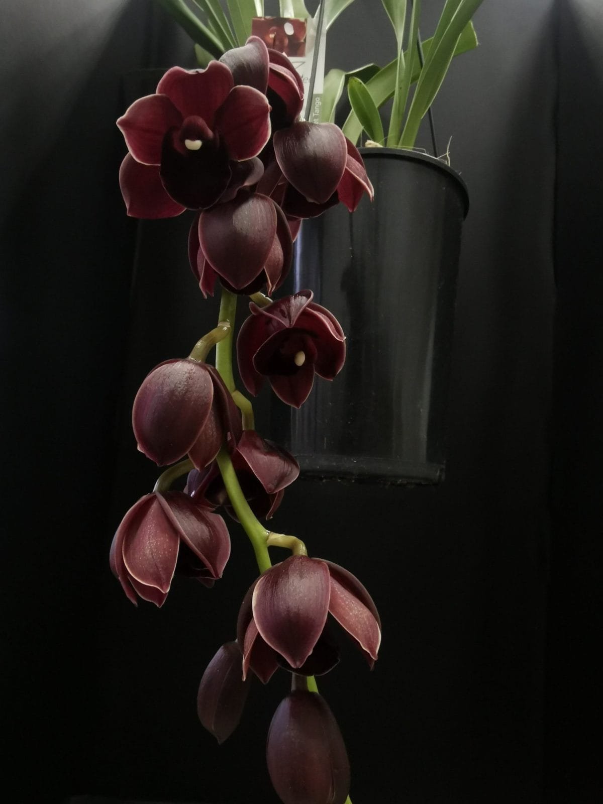 Cymbidium Street Tango - Image 5