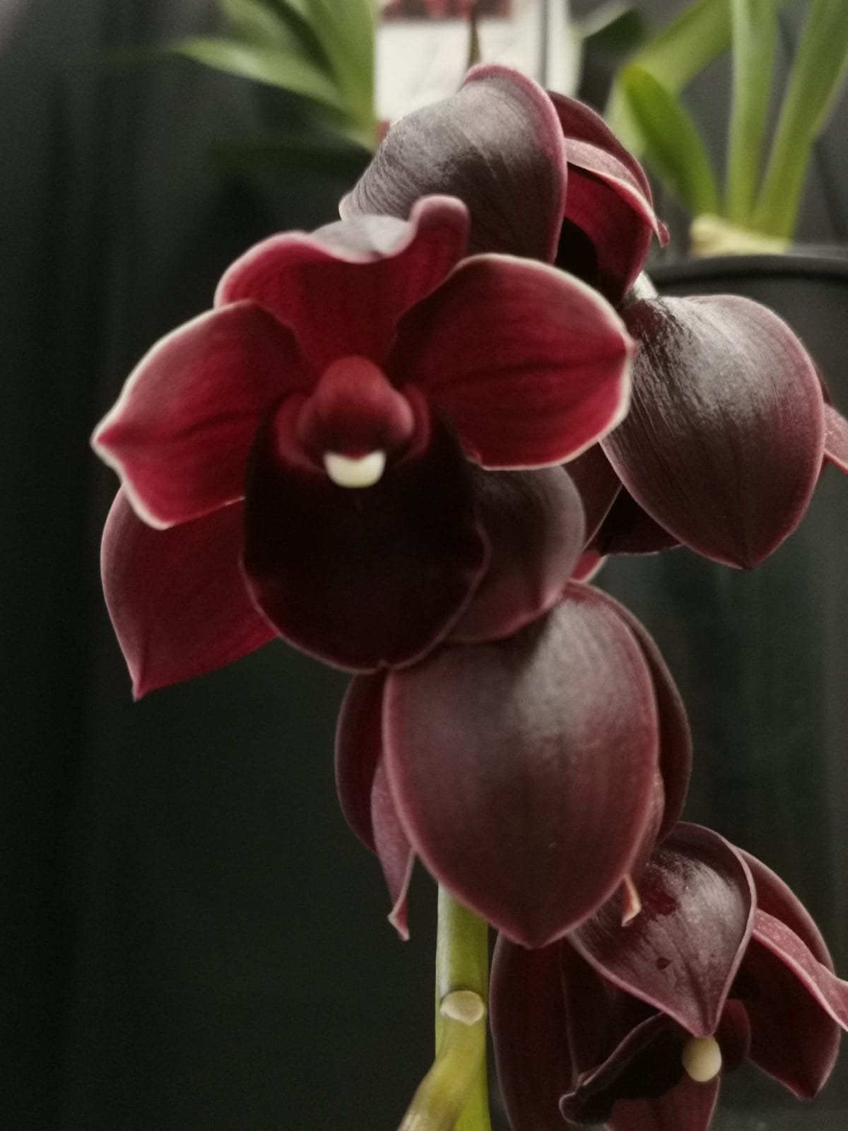 Cymbidium Street Tango - Image 3