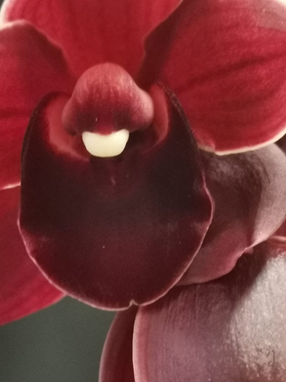 Cymbidium Street Tango - Image 4