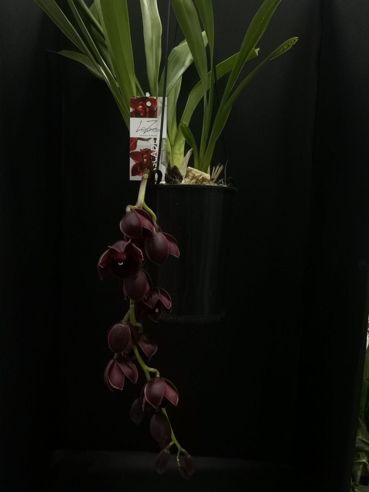 Cymbidium Street Tango - Image 7