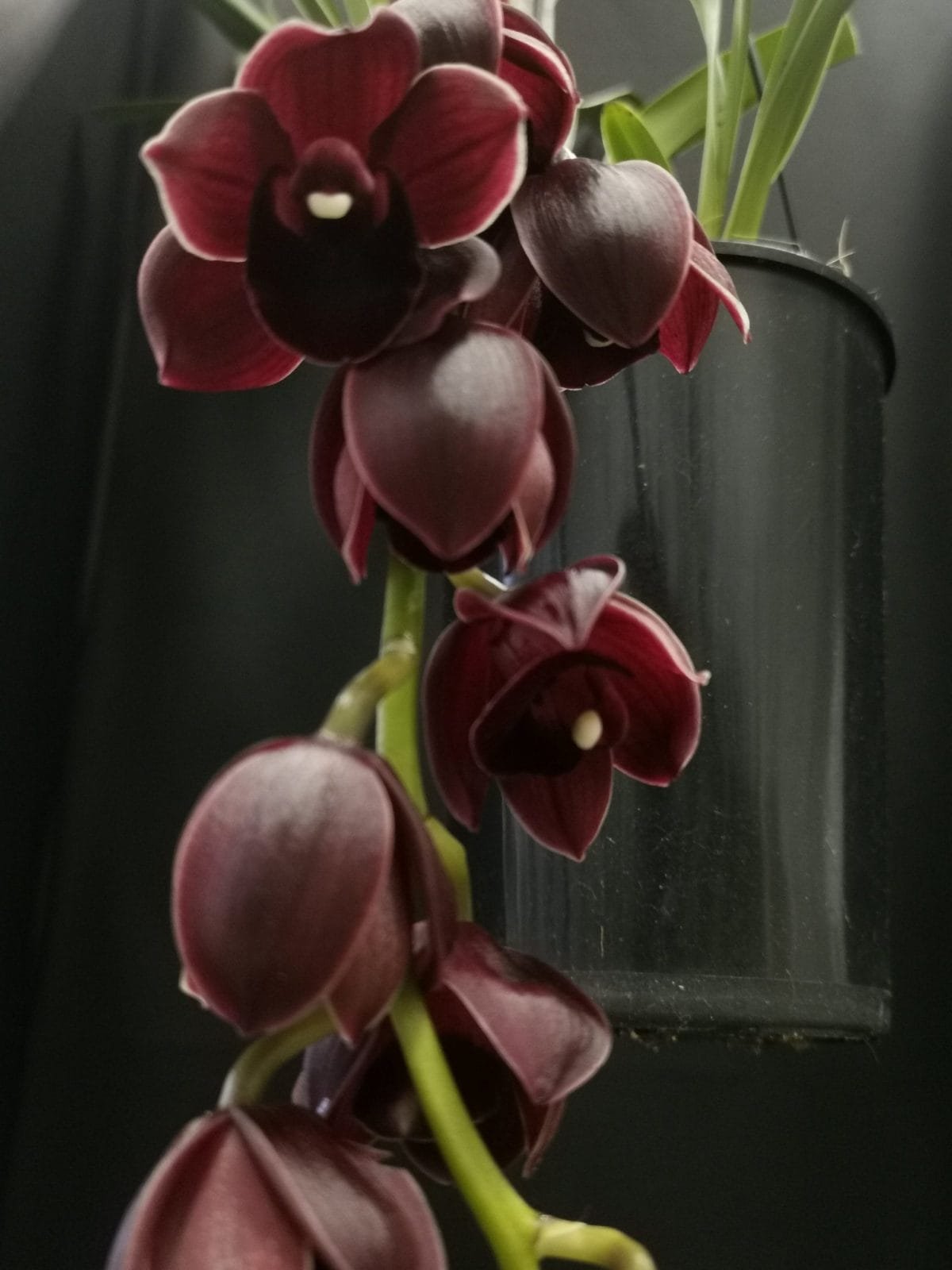 Cymbidium Street Tango