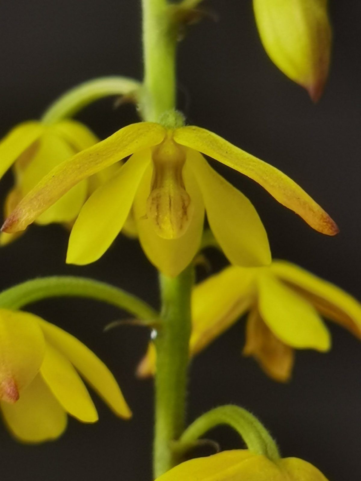 Polystachya pubescens