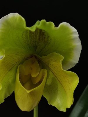 Paphiopedilum Golden Luck