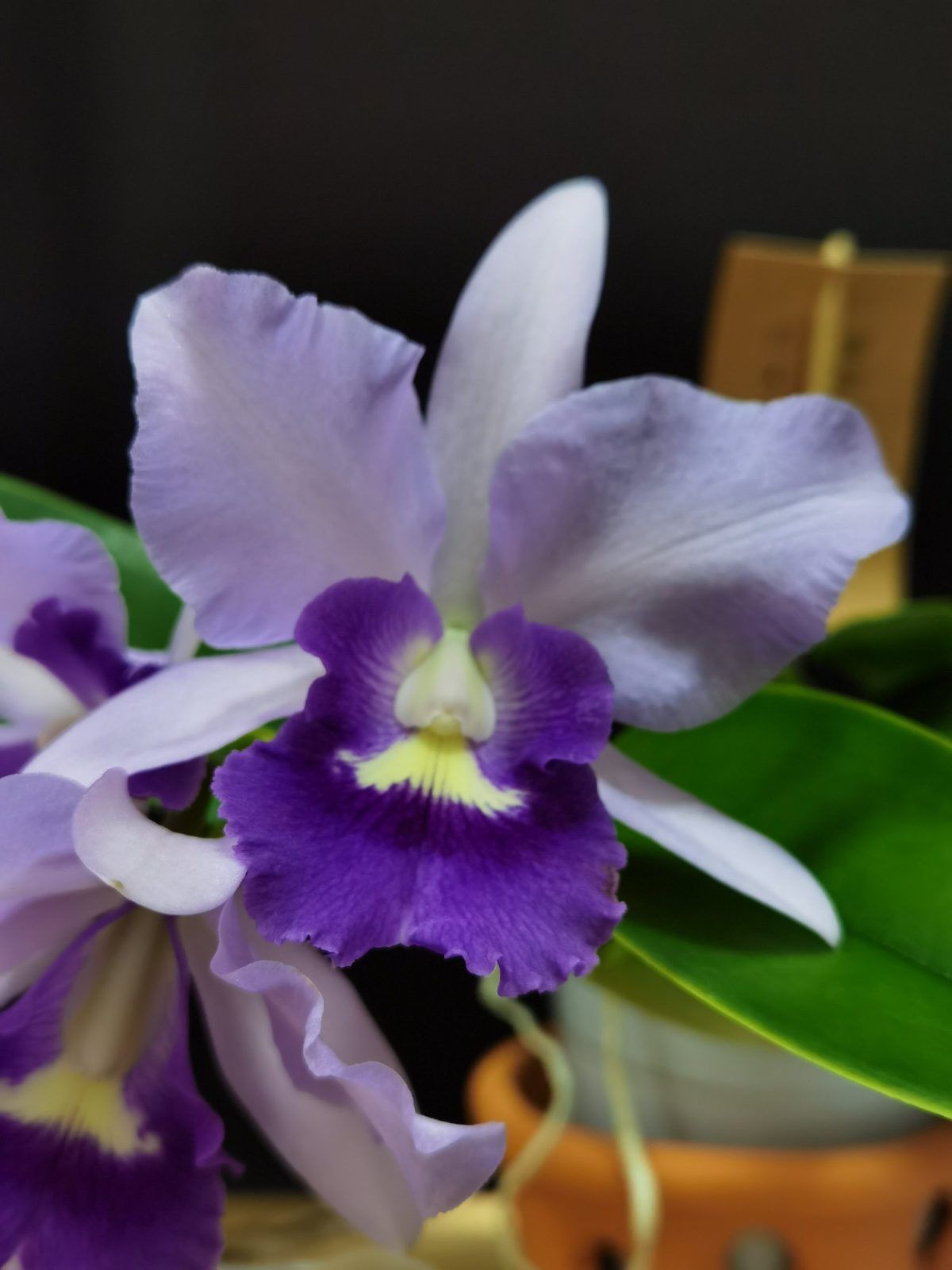 Cattleanthe Final Blue ‘Blue Baby’