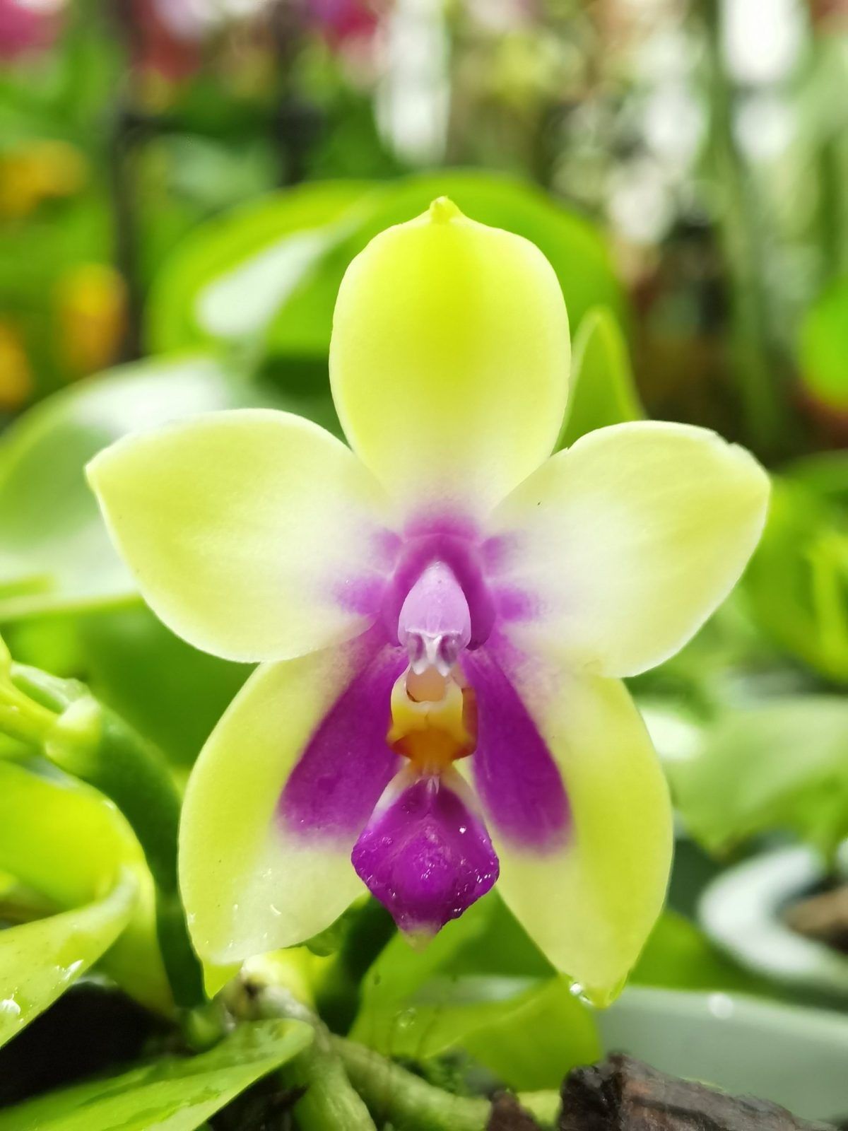 Phalaenopsis bellina