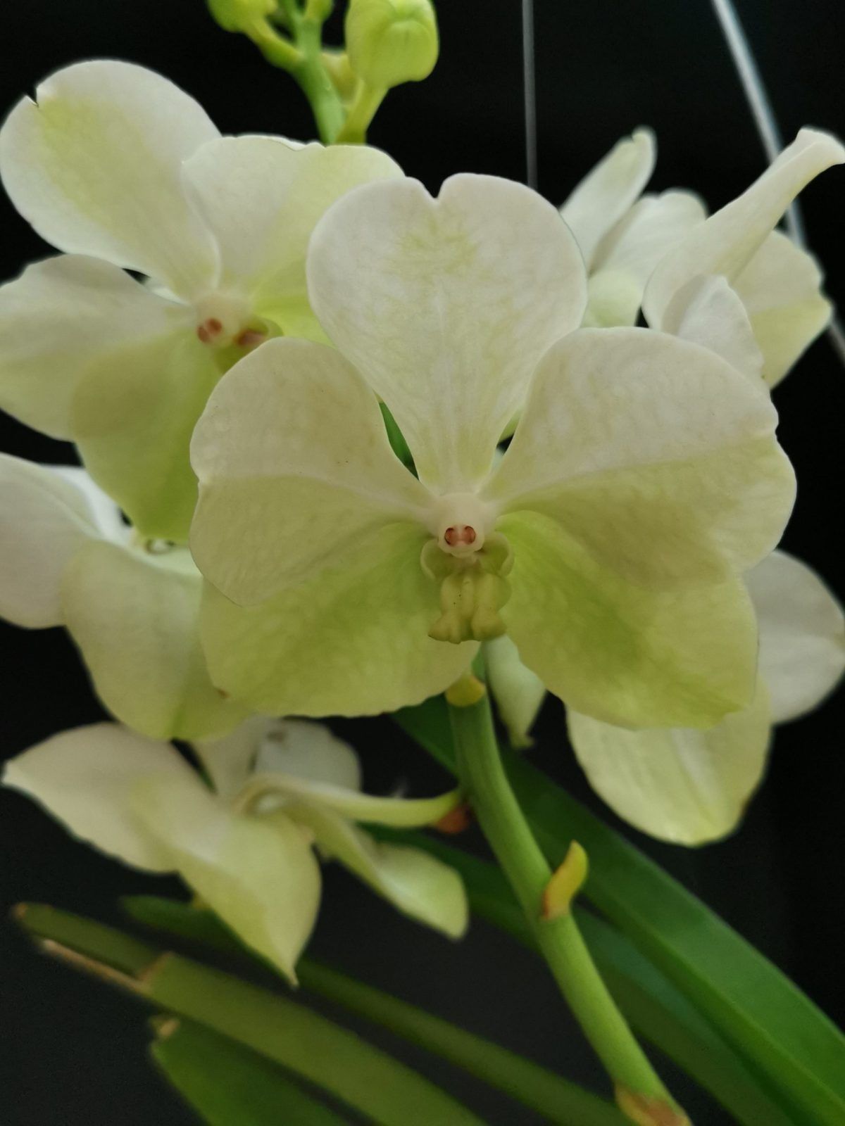 Vanda Tayanee® White Vaso de Barro
