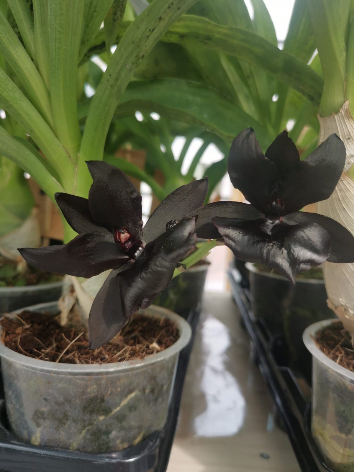 Monnierara Millennium Magic 'Witchcraft' FCC/AOS